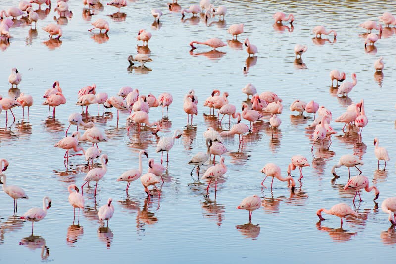 Flamingos in Momela Lake, Arusha National Park, Tanzania