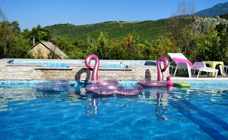 Flamingos in the pool! royalty free stock images