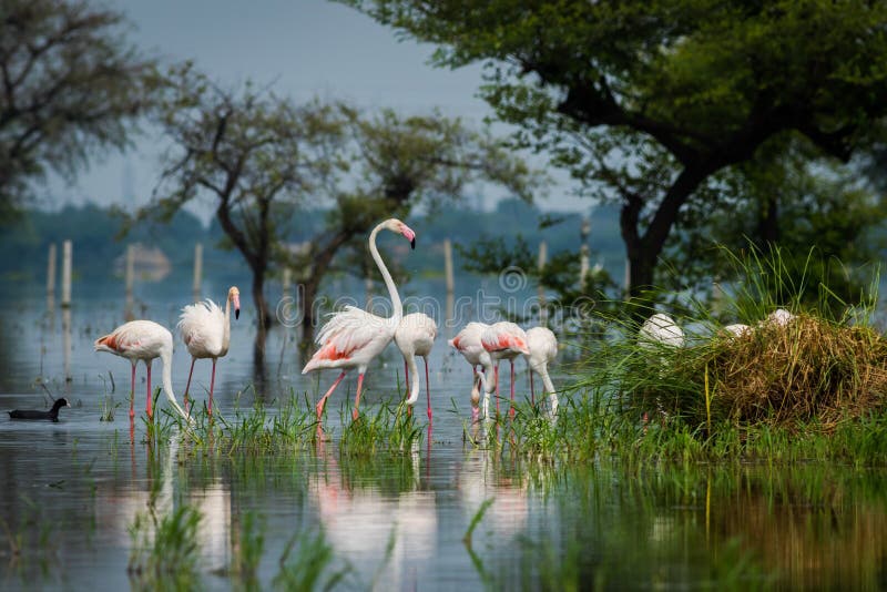 Flamingos with reflection in water stock image