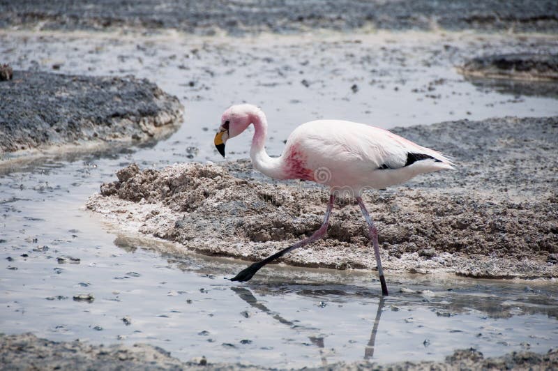 Flamingos in the Salt Flat of Atacama (Chile) Stock Photo Image of
