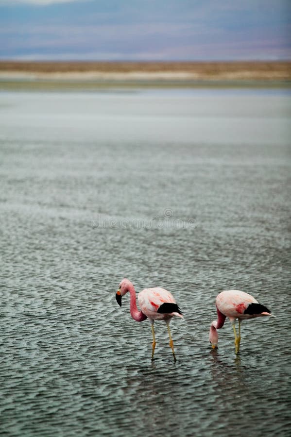 Flamingos in shallow water