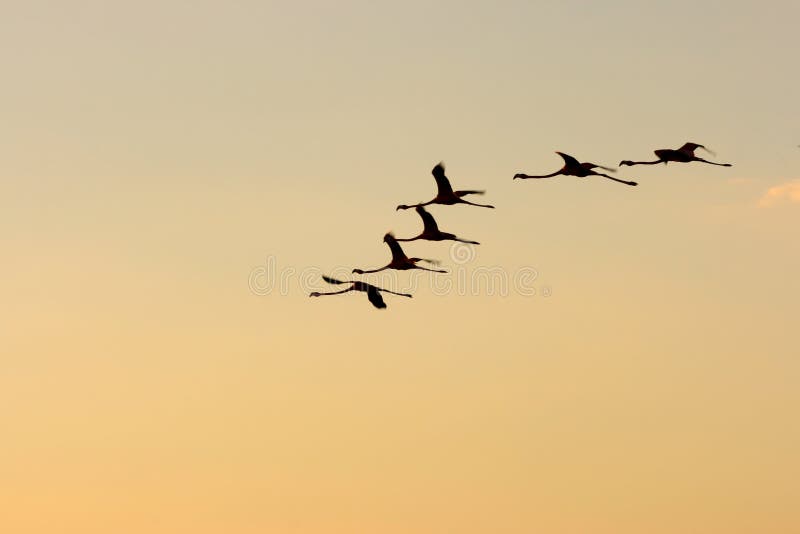 Flamingos in the sky