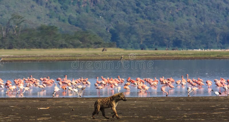 flamingos som jagar hyenaen Nakuru sjö fotografering för bildbyråer flamingos som jagar hyenaen Nakuru sjö fotografering för bildbyråer