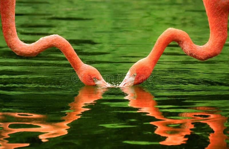 Flamingos symmetrically reflected on water