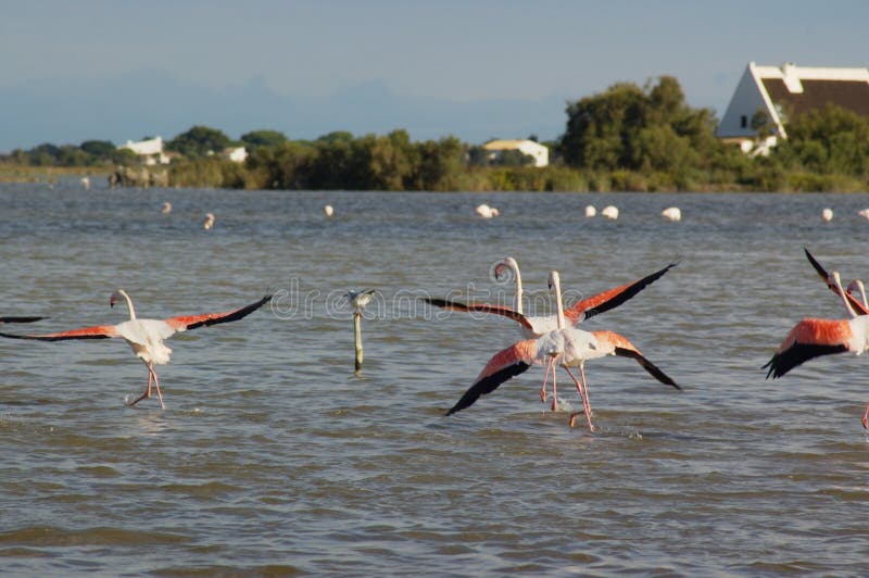 Flamingos taking off