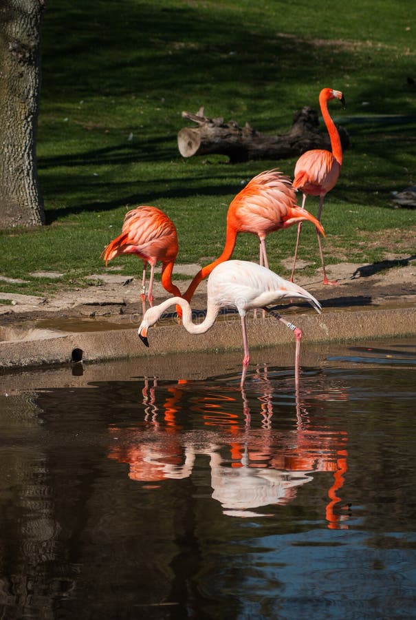 109 Flamingos Their Natural Habitat Stock Photos Free & RoyaltyFree