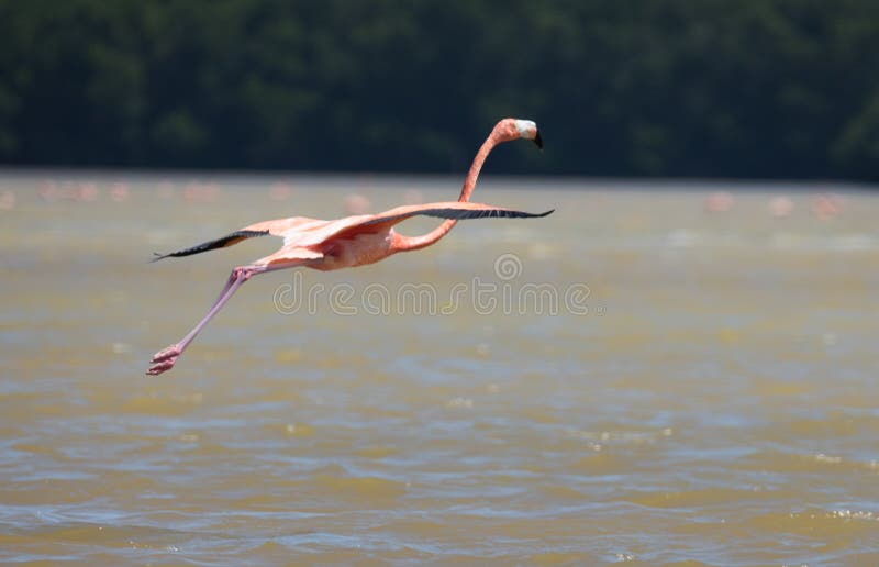 Flamingos wading shallow water, Celestun, Mexico. Flamingos wading shallow water, Celestun, Mexico