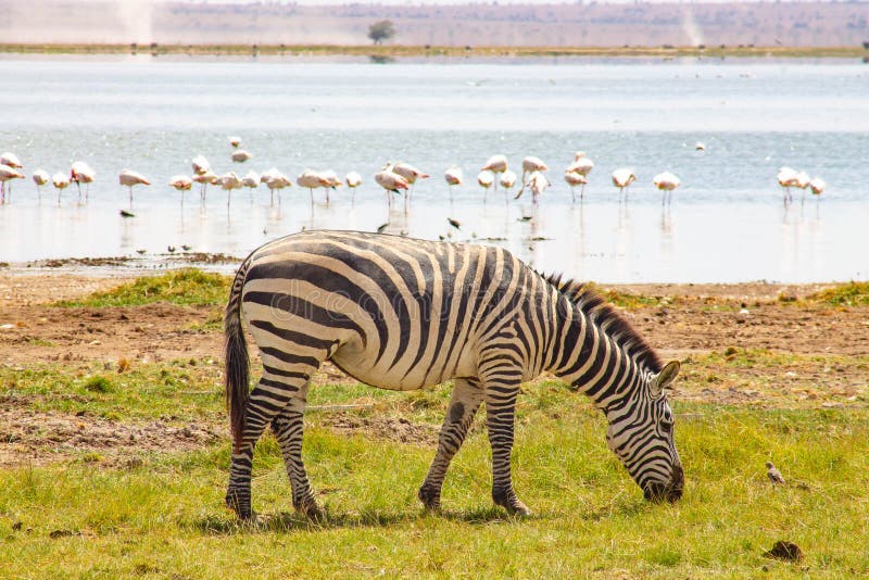 Flamingos and Zebra spotted in Lake Amboseli royalty free stock image Flamingos and Zebra spotted in Lake Amboseli royalty free stock image