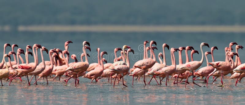 Pink flamingos walks on the water, Lake Nakuru, Kenya. Pink flamingos walks on the water, Lake Nakuru, Kenya