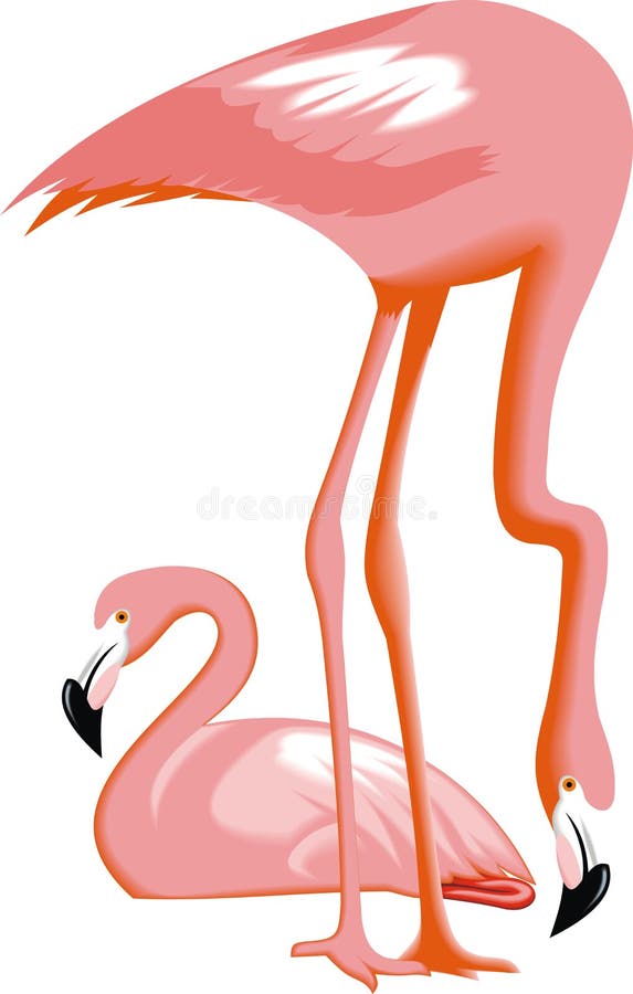 Flamingovögel