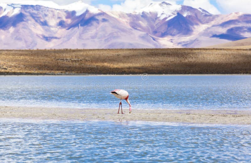 Flamino in rode lagune, Bolivië stock fotografie Flamino in rode lagune, Bolivië stock fotografie