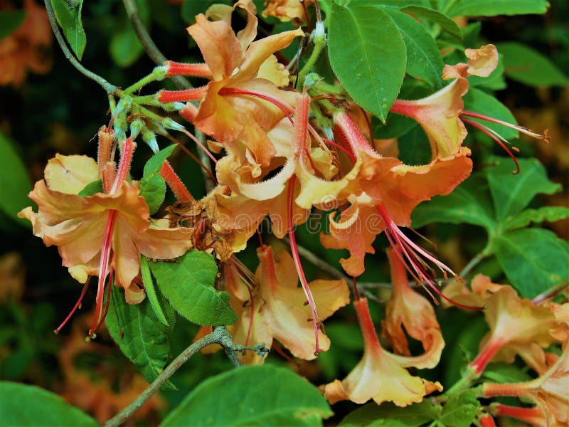Flammaazalea arkivfoton Flammaazalea arkivfoton