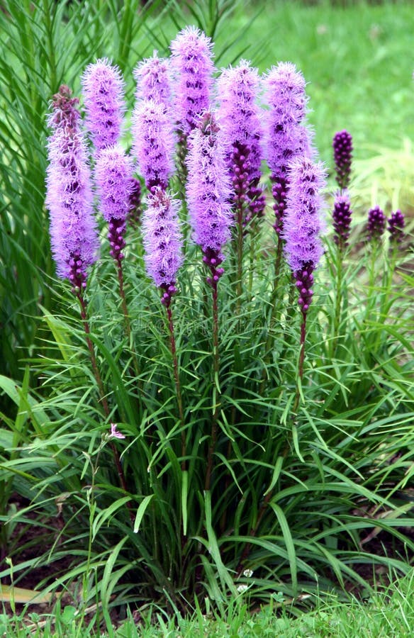 Erect perennial Floristan Violet variety of dense blazing star or prairie gay weather with tall stems of long lasting violet mauve flowers in dense spikes. Erect perennial Floristan Violet variety of dense blazing star or prairie gay weather with tall stems of long lasting violet mauve flowers in dense spikes.