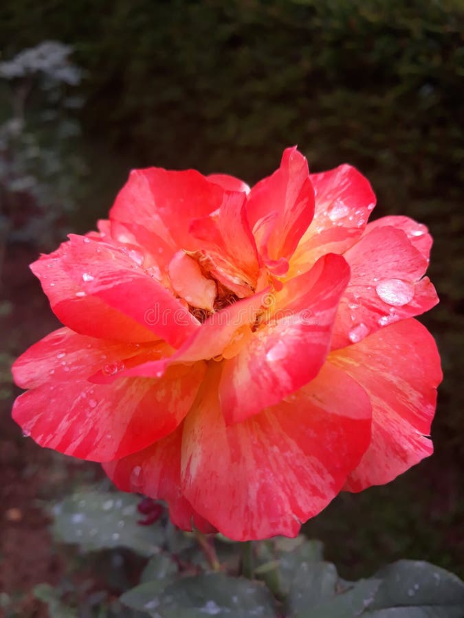 Flamme farbige Rose mit Wasser-Tropfen lizenzfreie stockbilder Flamme farbige Rose mit Wasser-Tropfen lizenzfreie stockbilder