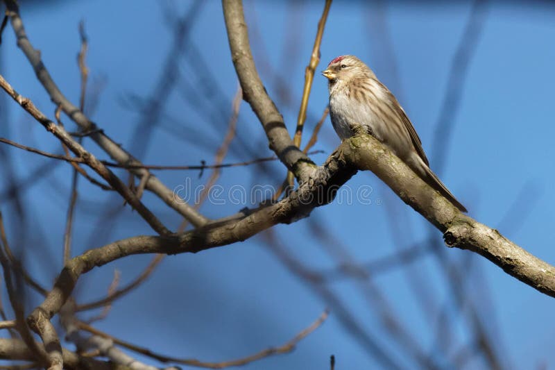 Flammea commun de Carduelis d'oiseau de redpoll sur une branche images libres de droits Flammea commun de Carduelis d'oiseau de redpoll sur une branche images libres de droits