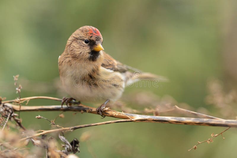 Flammea de Acanthis - Redpoll comum - homem na planta seca fotografia de stock royalty free Flammea de Acanthis - Redpoll comum - homem na planta seca fotografia de stock royalty free