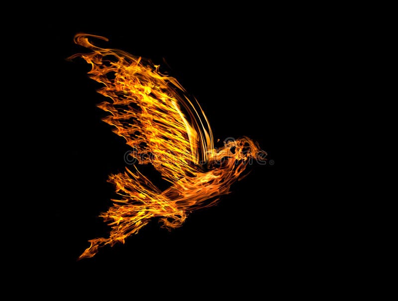 Flammeflugwesentaube getrennt auf Schwarzem stockbilder Flammeflugwesentaube getrennt auf Schwarzem stockbilder
