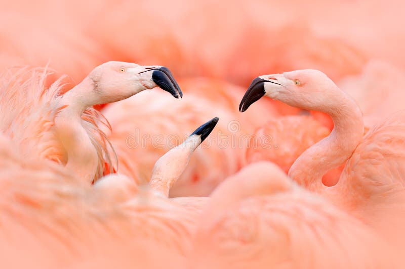 Flaningo fight. American flamingo, Phoenicopterus rubernice, pink big bird, dancing in water, animal in the nature habitat, Cuba