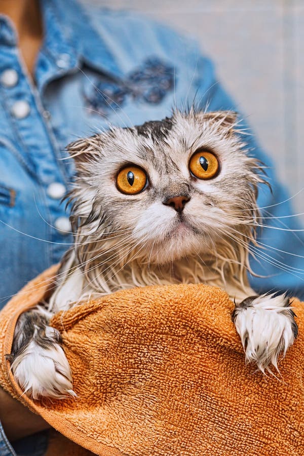 Flapear Just Washed Ed Cat with Widely Opened Eyes Stock Photo Image