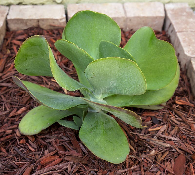 Flapjack Succulent stock image. Image of foliage, leaves 54527251