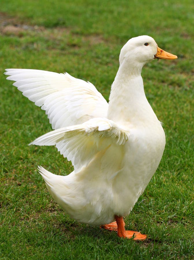 Blanco pato de pie sobre el césped a ondulación su alas.