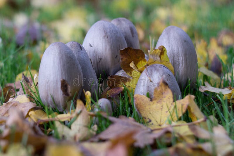 Flard van giftige paddestoelen die die wildernis in het bos in de herfst kweken door bruine bladeren wordt omringd royalty-vrije stock foto's Flard van giftige paddestoelen die die wildernis in het bos in de herfst kweken door bruine bladeren wordt omringd royalty-vrije stock foto's