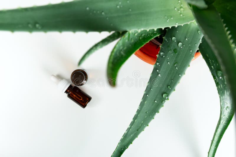 Flasche Aloevera-ätherisches Öl mit frischer Anlage - Naturschönheitsbehandlung lizenzfreies stockbild Flasche Aloevera-ätherisches Öl mit frischer Anlage - Naturschönheitsbehandlung lizenzfreies stockbild