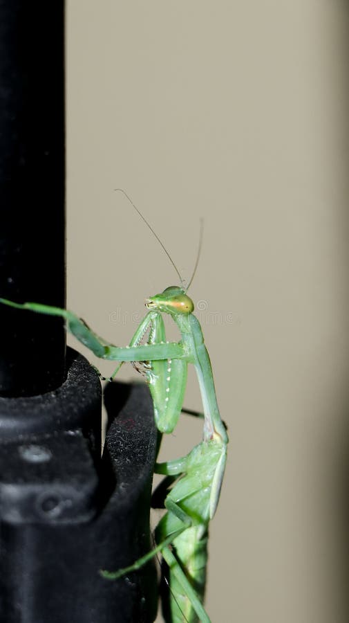 Green, giant, african bush praying mantis