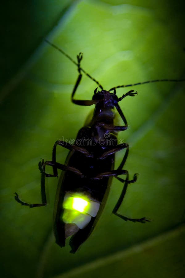 Firefly Blesk Chyba Bliká v Noci.