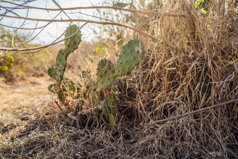 Flat Cactus in the Desert among Dried Plants Stock Photo Image of
