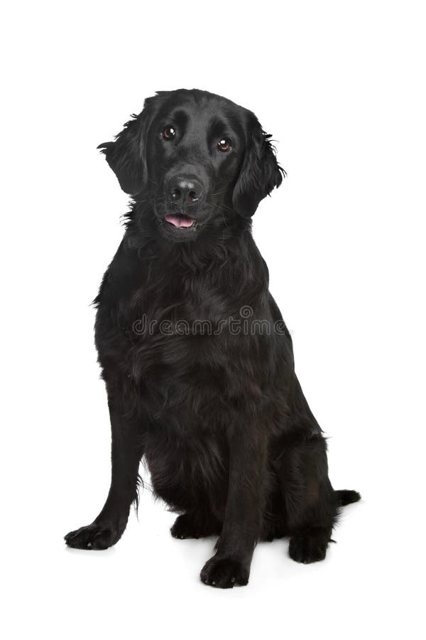 white flat coated retriever