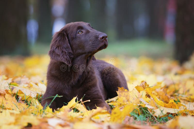 Flat Coated Retriever Puppy Stock Photo Image of nature, chocolate