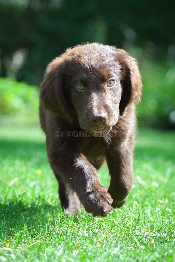 FlatCoated Retriever Puppy Stock Photo Image of bench, eyes 43041352