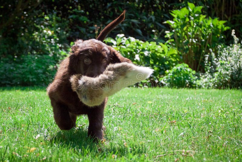 FlatCoated Retriever Puppy Stock Photo Image of blessed, coat 43041538