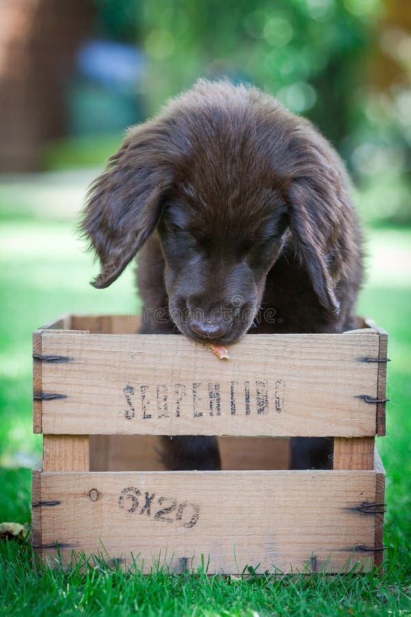 FlatCoated Retriever Puppy Stock Photo Image of play, love 43041842