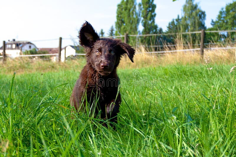 FlatCoated Retriever Puppy Stock Image Image of papa, honest 43042195