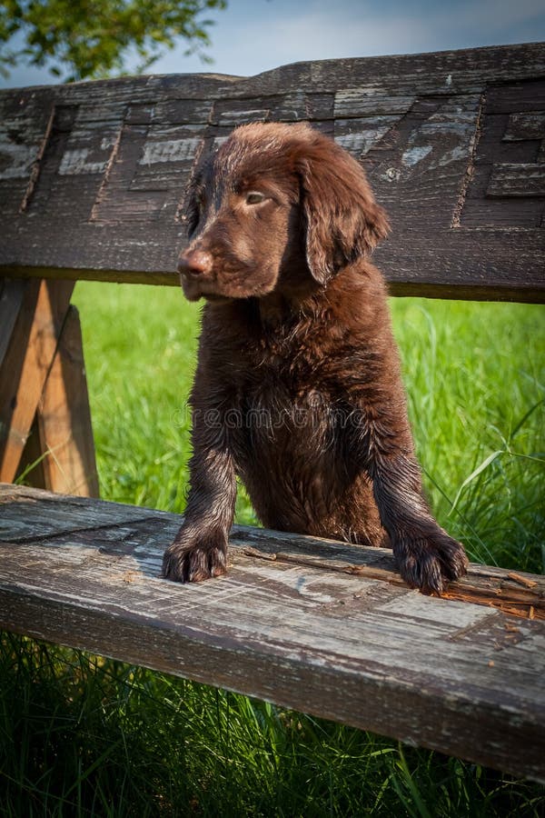 FlatCoated Retriever Puppy Stock Photo Image of playful, jump 43042704