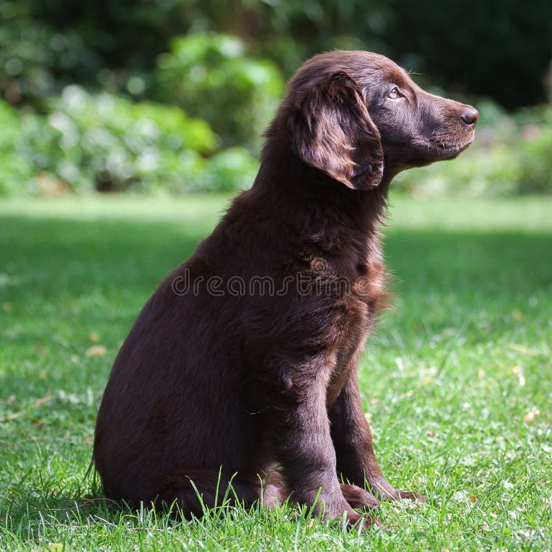 FlatCoated Retriever Puppy Stock Image Image of bench, black 43043433