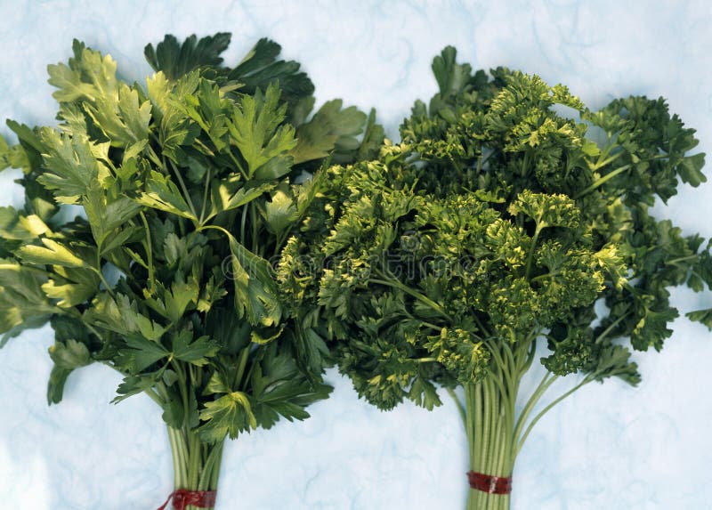 Flat and curly parsley stock photo. Image of green, bunch 23705158