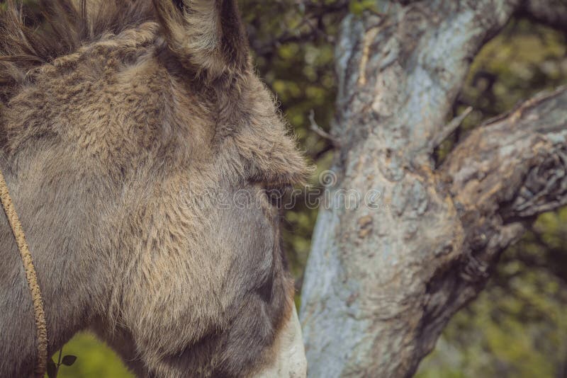 Donkey with head up his ass