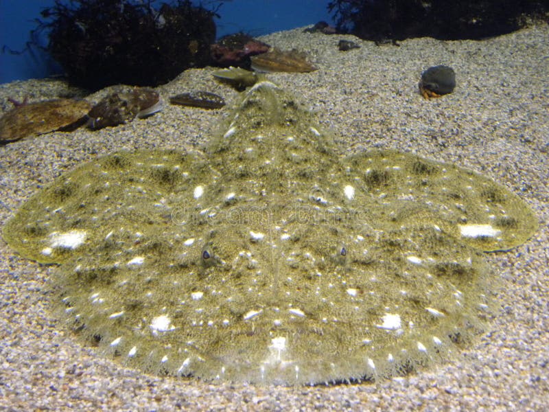 flat fish in ocean flat fish in ocean