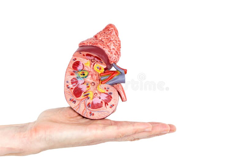 Flat female hand showing model with cross section of human kidney isolated on white background. Flat female hand showing model with cross section of human kidney isolated on white background