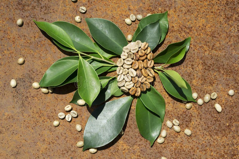 Flat Lay of Brown and Green Coffee Beans, Green Leaf on Rustic Iron