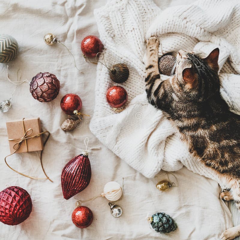 Christmas Cat Wallpapers  Wallpaper Cave