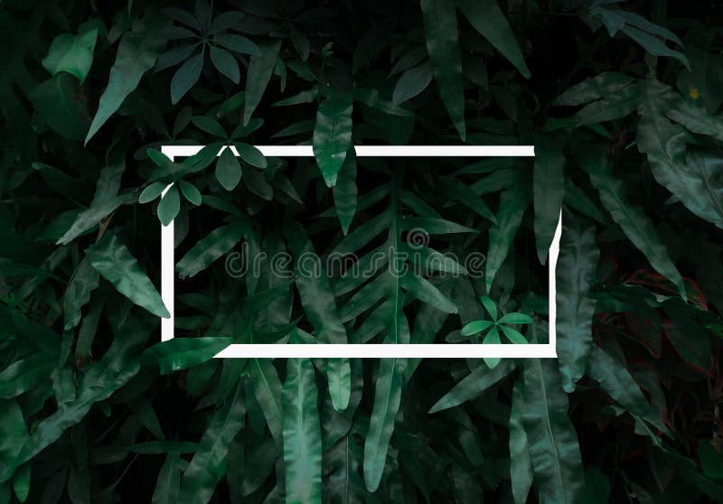 Flat Lay, Creative Layout Dark Green Leaves Texture Background. Natural Wallpaper Pattern Background Stock Image - Image of dark, greenery: 170106013 Flat Lay, Creative Layout Dark Green Leaves Texture Background. Natural Wallpaper Pattern Background Stock Image - Image of dark, greenery: 170106013