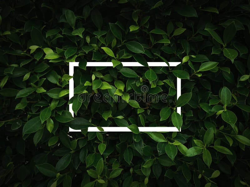 Flat Lay, Creative Layout Dark Green Leaves Texture Background with White  Square Frame. Empty Free Space for Design Creative Text, Stock Photo -  Image of colorful, botany: 169548776