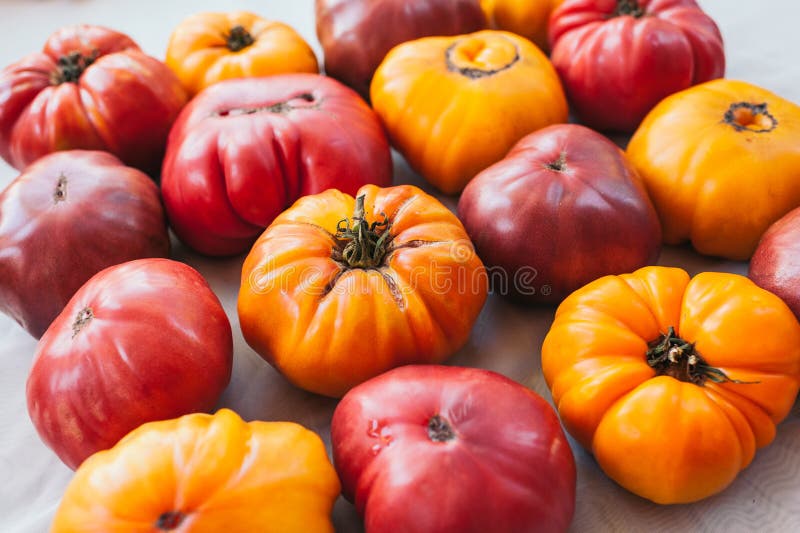 Flat lay of fresh yellow and red reipened heirloom tomatoes on white background. Fresh vegetables. Healthy nutrition concept. royalty free stock photos Flat lay of fresh yellow and red reipened heirloom tomatoes on white background. Fresh vegetables. Healthy nutrition concept. royalty free stock photos
