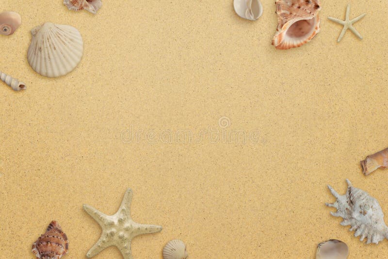 Flat Lay Minimal Beach Composition with Shells on Sand Stock Image