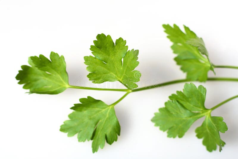 Flatleaf Italian Parsley Herb Stock Photo Image 4069706