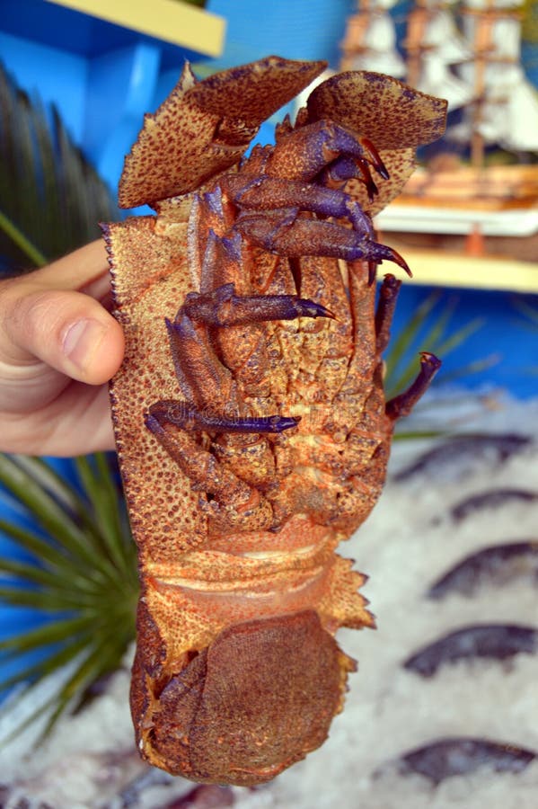 Flat Lobster Held by the Manager of a Restaurant. Stock Image Image